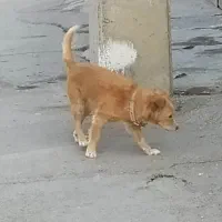 سگ پاکوتاه  ماده  نگهبان  خوشگل و بازیگوش