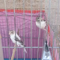 جوجه قناری سفید طوسی سه ماهه|پرنده|شیراز, احمدآباد|دیوار