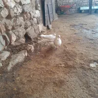 دو عدد کبوتر|پرنده|روانسر, |دیوار