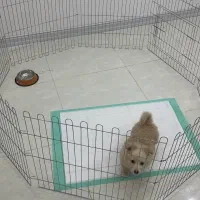 سگ پامر اشپیتز