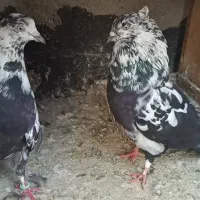 سرخ کرمونی سوسکی قره مینا شامی|پرنده|مشهد, گاز|دیوار