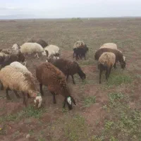 فروش میش افشاری ومحلی