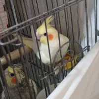 جوجه عروس هلندی|پرنده|وحیدیه, |دیوار