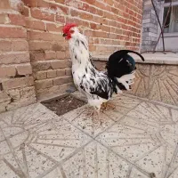 مرغ و خروس گلین ، لری