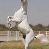 اسبکشی وحمل دام زنده|خدمات حمل و نقل|ابهر, |دیوار