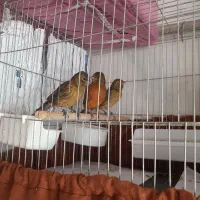 قناری نرقرص بخون وماده اماده جفت|پرنده|بهارستان, |دیوار