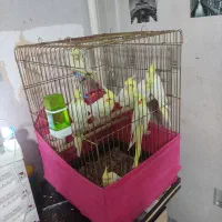 عروس هلندی کینگ سایز