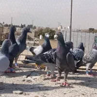 کفتر سبزوکوهی پلاکی زرنگ هوایی|پرنده|شیراز, شیخ علی چوپان|دیوار