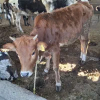 یک گوساله نر و یک گوساله ماده چاق|حیوانات مزرعه|فاضل آباد, |دیوار