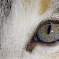 واگذاری گربه( رایگان )|گربه|بومهن, |دیوار