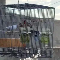 سهرهنرسرسیاه|پرنده|شیراز, لاله|دیوار