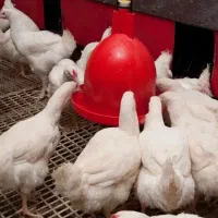 نیرو برای مرغداری در آمل فقط خانواده مجرد نه