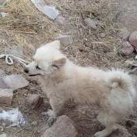 پاکوتا|سگ|یامچی, |دیوار