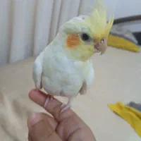 عروس هلندی گمشده