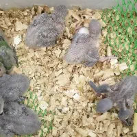 جوجه برزیلی همه رنگ.گرینچیک راهب خورشیدی|پرنده|پاکدشت, پاکدشت (مامازند)|دیوار