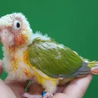 جوجه سرلاکی طوطی گرینچیک آناناسی اکستریم رد|پرنده|شیراز, شهرک امیر کبیر|دیوار