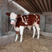 گوساله اصیل ساده|حیوانات مزرعه|قم, صادقی|دیوار