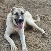 سگ نژاد دار|سگ|تربت‌حیدریه, هاشمی‌نژاد|دیوار