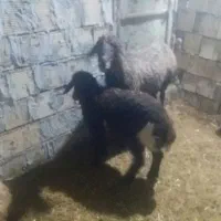 سلام دوعددمیش بره جوان سالم|حیوانات مزرعه|کوهدشت, |دیوار