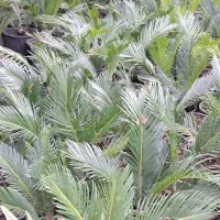 تولید گیاهان فضای سبز بیرونی در رشت|گل و گیاه طبیعی|رشت, حومه رشت|دیوار