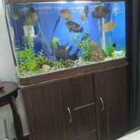 آکواریم ماهیران|ماهی|محمدیه-قزوین, |دیوار