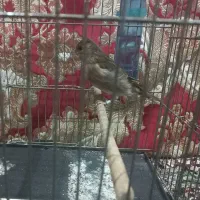 جوجه سهره قناری|پرنده|اندیشه, اندیشه فاز ۱|دیوار