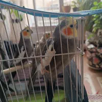 سه عروس هلندی مولد با جوجه و قفس