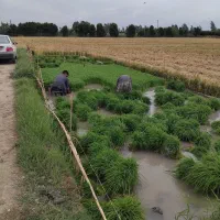 برنج طارم هاشمی عطری درجه فریدونکنار|عمده‌فروشی|لواسان, |دیوار