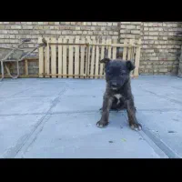 ۴توله سگ ژرمن شپرد به فروش میرسد|سگ|تربت‌حیدریه, میدان مرکزی|دیوار