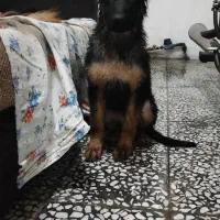 طوله ژرمن با اصالت فوری معاوضه هم دارم|سگ|لنگرود, |دیوار