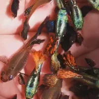 گوپی خاص|ماهی|فولادشهر, A6|دیوار