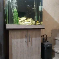 فیلترسطلی آکواریوم. گلدفیش کوی مایان لجنخوار