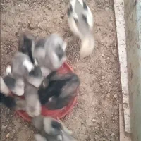 جوجه لاری خاکستری|حیوانات مزرعه|مشگین شهر, |دیوار