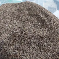 زیره سیاه کوهی