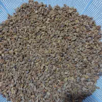 کشمش آسما درجه یک