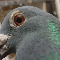 کفتر|پرنده|قم, یزدان‌شهر|دیوار