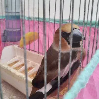 ۳ عدد سهره قناری