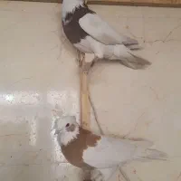دسته کبوتر پلاکی رنگی نر|پرنده|شیراز, کرونی(خاتونک)|دیوار