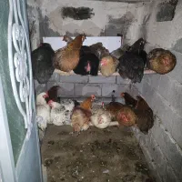 مرغ و خروس