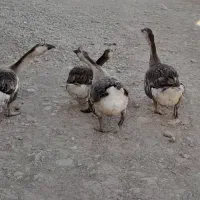 غوغاز