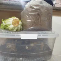 فروش حلزون سالم و سرحال،بصورت توافقی|خزنده|خرم‌آباد, |دیوار