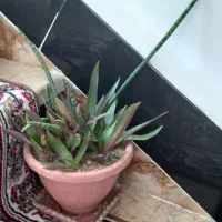 استکان اصل، گل طبیعی|حراج|بوکان, |دیوار