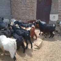 فروش
