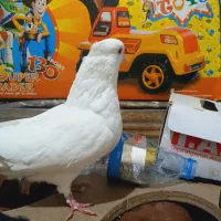 کفتر سفید کاکلی نر مست