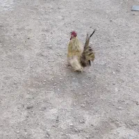 یک عدد خروس مینیاتوری ویک عدد اردک