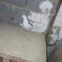 کفتر۵عدد|پرنده|پردیس, فاز ۱|دیوار