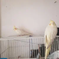 طوطی هلندی لوتینو