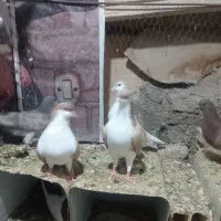 کبوتر ساده هفت رنگ