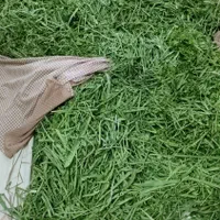 سبزی پاک میکنم می‌شورم در حضور مشتری خرد میکنم|خوردنی و آشامیدنی|سبزوار, پیام|دیوار