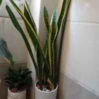 تعدادی گل